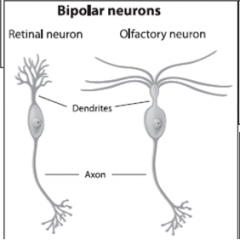 










•Contain one axon and one dendrite.
-Mainly
specialized sensory neurons






