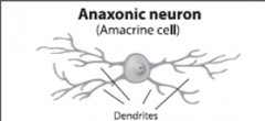          Means “no axon”; contains only dendrites    