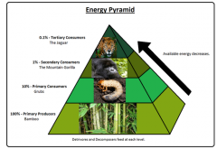 Animals at the top of food chain/web require the least amount of prey because of how energy flows through food chains. *The blocks represent amount of energy available at each level. Often only 10% of energy is transferred from one level to the next.