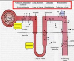 Loop - loop of Henle


Thiazides - distal tubule


K-sparing - collecting tubules/ducts