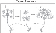 Type of Neuron?
Names of each neuron?