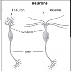 Type of Neuron?
Name each neuron?
