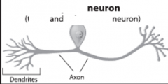 Type of neuron?
Name of neuron