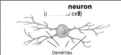 Type of neuron?
Name of cell?