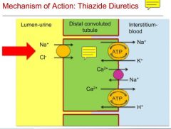 Thiazides inhibit Na/Cl transporter on the LUMEN-urine side to stop reabsorption of Na+


 


Thus more Na+ in urine and water follows. Less volume in blood means lower BP