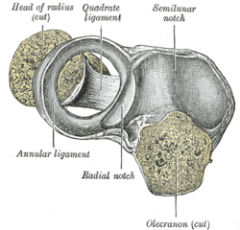 1) Annular - holds the radius against the radial notch.
2) Quadrate - reinforces inferior aspect of joint capsule and holds radius against the radial notch.