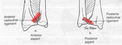 1) Anterior & Posterior Radioulnar Ligaments - stabilize distal radioulnar joint.