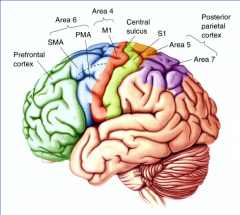 prefrontal cortex
decision to make movement
 
 
 
areas 4 and 6 are motor area proper
 
SMA (area 6)
supplementary motor area - important in planning of movement
imaging studies showed activity in SMA, M1 and S1 during finger movement task but inl...