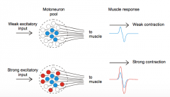 * the strength of muscle contraction can be graded by the recruitment of motoneurons