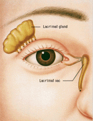 located in the first "lacrimal fossa", located nasally where tear fluid is collected