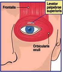 eyelid muscle that is responsible for eyelid retraction (opening)
