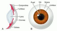 -the area of the eye dividing the cornea from the sclera
-the junction, marked by a furrow, where the sclera and cornea meet
