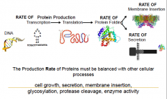 DNA --transcription--> mRNA
--translation-->
--Protein folding--> secretion or membrane insertion