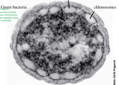 Another type of photosynthetic bacteria

They have chromosomes, looks like organelles along plasma membrane