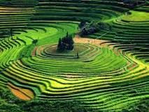 Graduated terrace steps are commonly used to farm on hilly or mountainous terrain.Terraced fields decrease both erosion and surface runoff, and may be used to support growing crops that require irrigation, such as rice.
