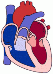 The relaxation (dilation) of the heart, during which the ventricles fill with blood.