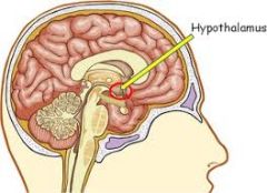 The region of a vertebrate's brain responsible for coordinating many nerve and hormone functions.