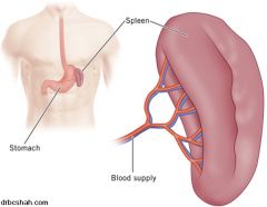 A lymphoid organ that acts as a reservoir for blood and a filtering site for lymph.