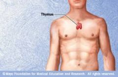 The thymus gland.