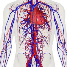 What is the Circulatory system's function?