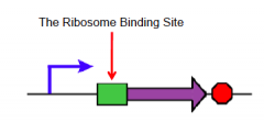 Genetic parts to controlling protein expression: The Ribosome Binding site - What does it control? what can its result bind to, any special names?