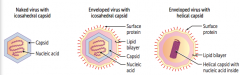- Lipid bilayer + surface protein = envelope
- Icosahedral capsid or helical capsid
- Nucleic acid inside capsid