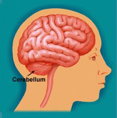 Cerebellum


 


 


​(hindbrain)