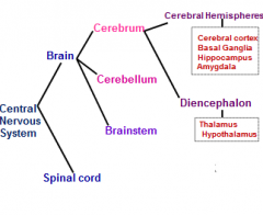 diencephalon = thalamus + hypothalamus

which is part of the cerebrum