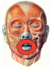 O: basis van de snijtandalveolen
I: mondhoeken
F:
- zwakke contractie: lippen sluiten
- sterke contractie: lippen stulpen, naar binnen trekken van de mondhoeken


Schijnbare kringspier ( geen concentrisce vezels) die uit 4 kwadranten bestaat. Deze...