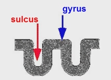 dips = sulcus
peaks = gyrus