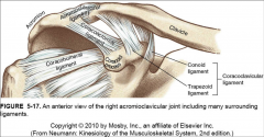 Acromioclavicular ligament
