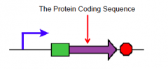 Genetic parts to controlling protein expression: The Protein Coding sequence -What does the sequence determine? How many AA's are there? What is the rate of addition? how can it slow down?