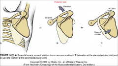 Combination of elevation of the sternoclavicular joint and upward rotation of the acromioclavicular joint