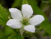 Rubus ursinus 

California blackberry 


Family:


ROSACEAE   


Habitat:
canyons, coastal, streambanks, disturbed

