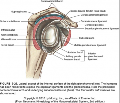 -supraspinatus
-infraspinaturs
-teres minor
-subscapularis
-protects and stabilizes the glenohumeral  by preventing the humerus from sliding forward