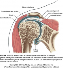 -1cm in height
-supraspinatus
-subacromial bursa
-long head of the biceps
-part of the superior capsule of the glenohumeral joint
-improper posture decreases the subacromial space
-head of the humerus has to slide inferiorly during rotation ...