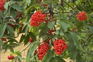 Sambucus racemosa 

Red elderberry 


Family:


ADOXACEAE   

