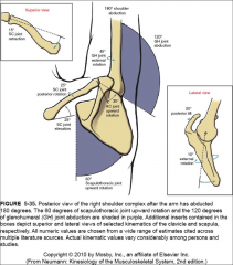 -2:1 (double the amount of motion that happens at the glenohumeral vs. scapulothoracic)
-after 30 deg. of abduction
-for every 3 deg. of abduction of the shoulder, there are 2 deg. of rotation of the glenohumeral joint and 1 degree of superior r...