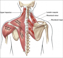 -retraction and rotation of the scapula
