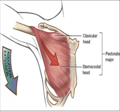 -attaches to greater tubercle
-internal rotation, extension, and adduction of glenohumeral joint