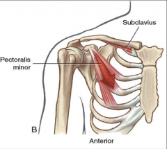 -attaches to coracoid process
-protraction, depression, and inferior rotation of the scapula