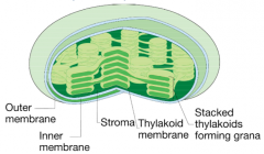 Mediates photosynthesis in
      plants and algae   

Chloroplast is cyanobacteria
      that got swallowed by an ancient eukaryote (similar to mitochondria)