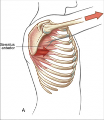-main protractor of the scapula
-very important muscle in terms of shoulder rehab