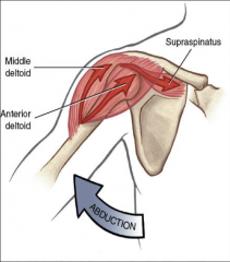 anterior part: internal rotation, flexion, abduction of the glenohumeral joint
posterior part: extension and adduction of the glenohumeral joint