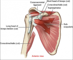 -attaches to coracoid process
-flexion of glenohumeral joint