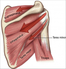 -NOT a rotator cuff muscle
-attaches to lesser tubercle
-extension and adduction of glenohumeral joint