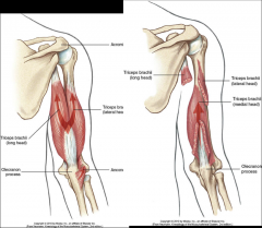 -extension and adduction of glenohumeral joint