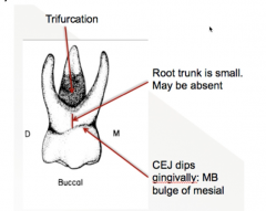 lacks an identifiable root trunk -> root trunk may be small or absent