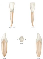 primary AND permanent mandibular central incisors