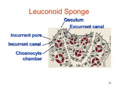 sponge body plan in which choanocytes line flagellated chambers; water enters and leaves flagellated chambers through incurrent and excurrent canals; excurrent canals are connected to the outside via one of multiple oscula; larger in size; skeleto...